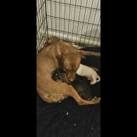 Staffordshire Bull Terrier