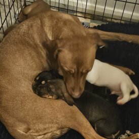 Staffordshire Bull Terrier