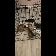 Staffordshire Bull Terrier