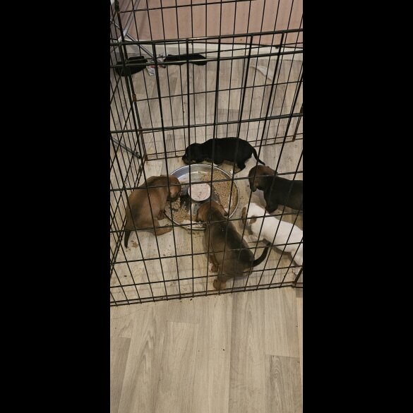 Staffordshire Bull Terrier