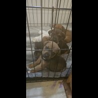 Staffordshire Bull Terrier