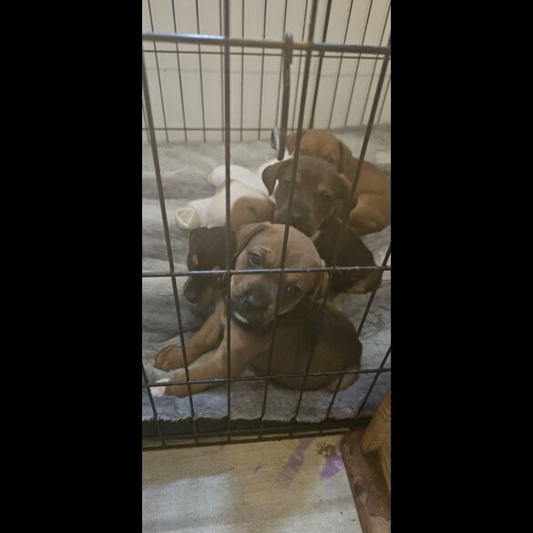 Staffordshire Bull Terrier