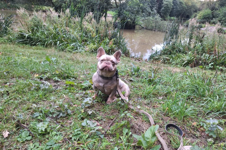French Bulldog