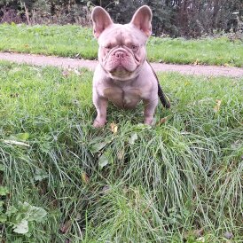 French Bulldog