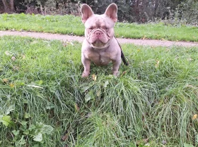 French Bulldog
