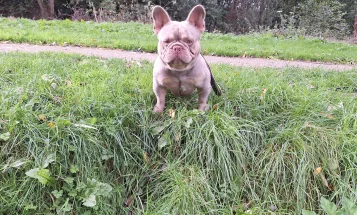 French Bulldog