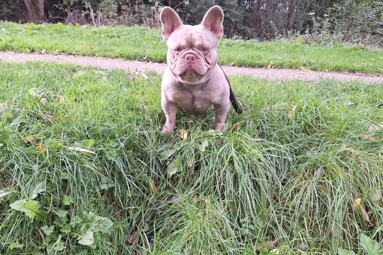French Bulldog