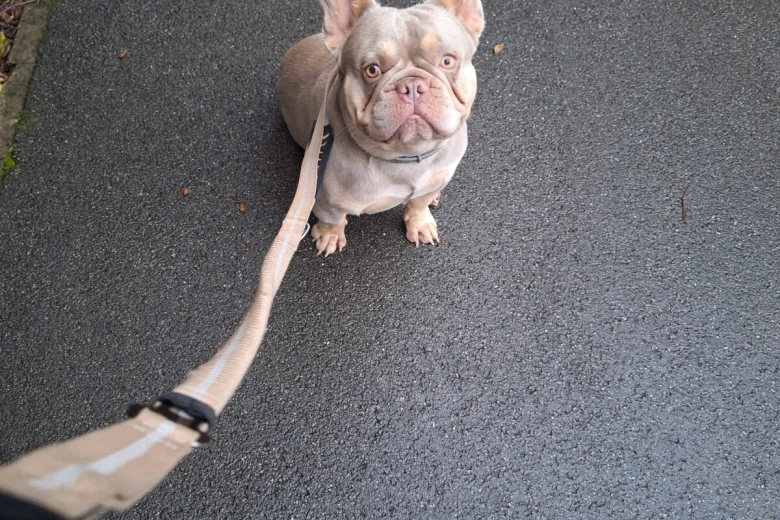 French Bulldog
