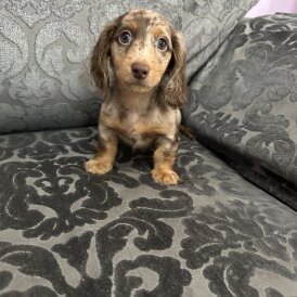 Dachshund (Miniature Long Haired)