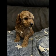 Cockapoo