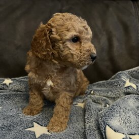 Cockapoo