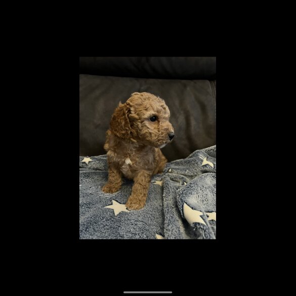 Cockapoo