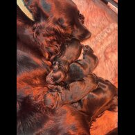 Cocker Spaniel (Working)