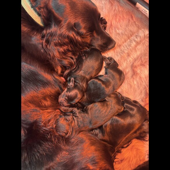 Cocker Spaniel (Working)