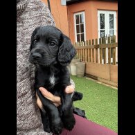 Cocker Spaniel (Working)