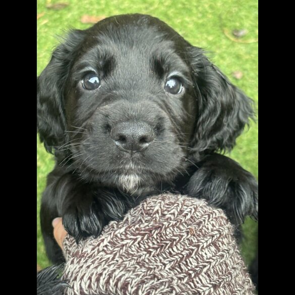 Cocker Spaniel (Working)