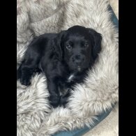 Cocker Spaniel (Working)