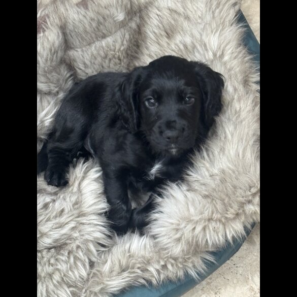 Cocker Spaniel (Working)