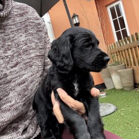 Cocker Spaniel (Working)