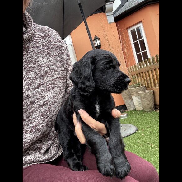 Cocker Spaniel (Working)
