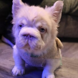French Bulldog