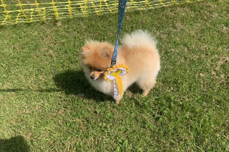 Pomeranian