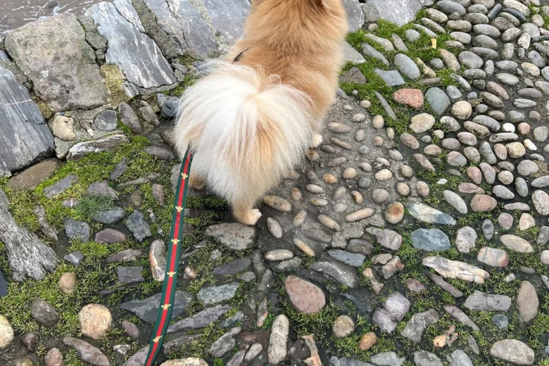 Pomeranian