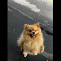 Pomeranian
