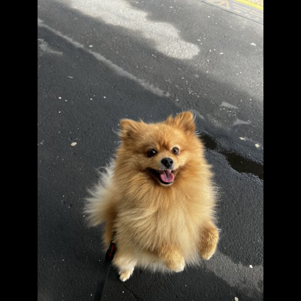 Pomeranian
