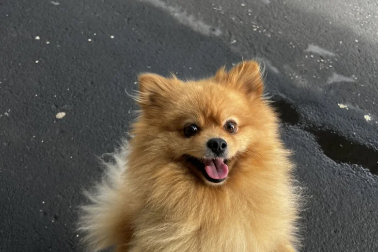 Pomeranian