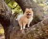 Pomeranian