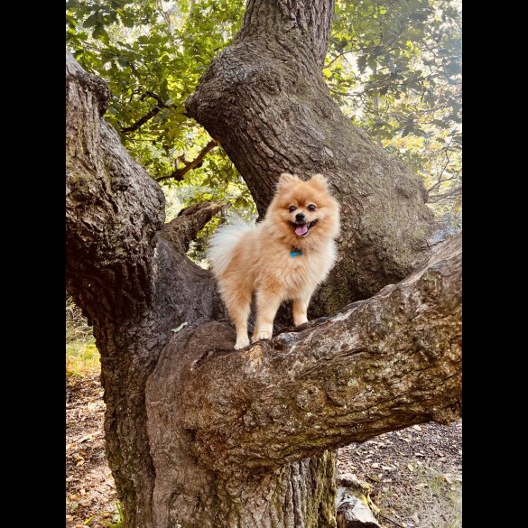 Pomeranian