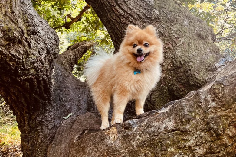 Pomeranian