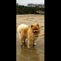 Pomeranian
