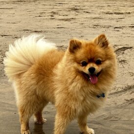 Pomeranian