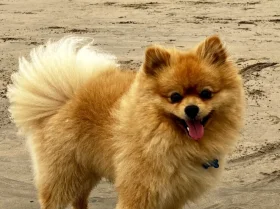 Pomeranian