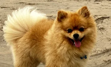 Pomeranian