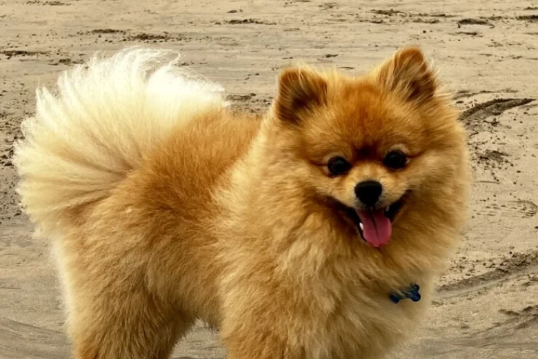 Pomeranian