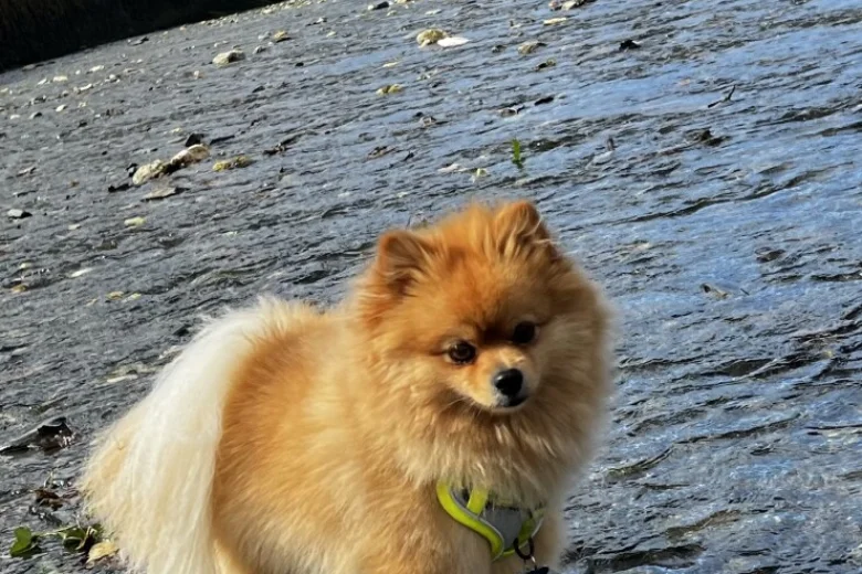 Pomeranian