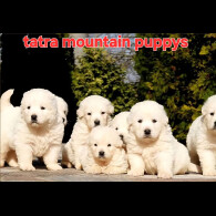 Tatra Mountain Sheepdogs