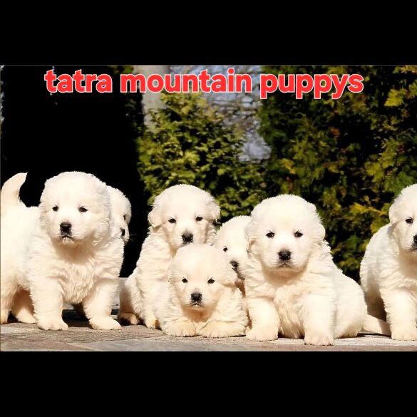 Tatra Mountain Sheepdogs