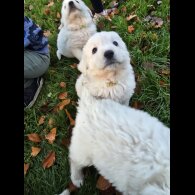 Tatra Mountain Sheepdogs