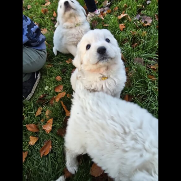 Tatra Mountain Sheepdogs