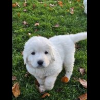 Tatra Mountain Sheepdogs