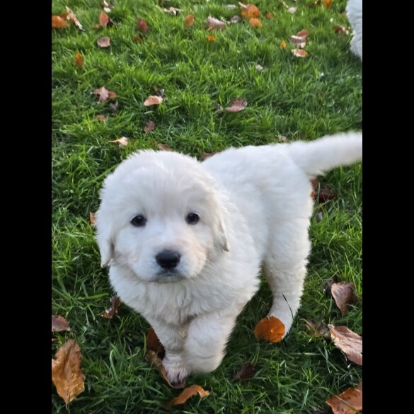 Tatra Mountain Sheepdogs