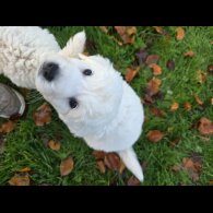 Tatra Mountain Sheepdogs