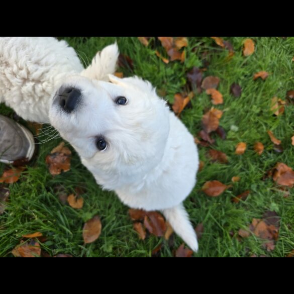Tatra Mountain Sheepdogs