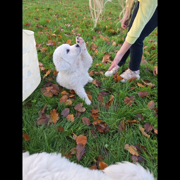 Tatra Mountain Sheepdogs