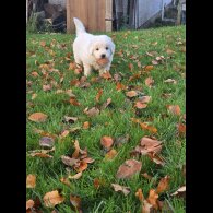 Tatra Mountain Sheepdogs