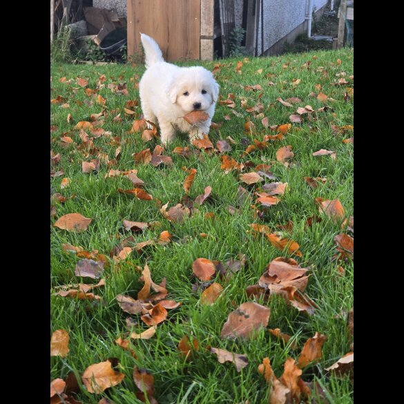 Tatra Mountain Sheepdogs